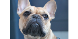 pexels alexia bianchini 3693208